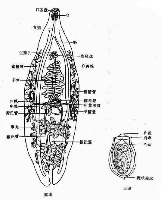 华支睾吸虫