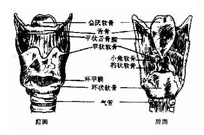 喉软骨