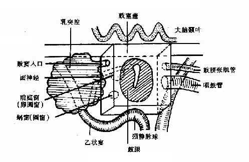 鼓室有上,下,内,外,前,后六个壁(图1-31).