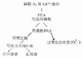Ca2+激活磷酯A2示意图