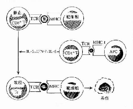 CD8+T(TC)T细胞的活化