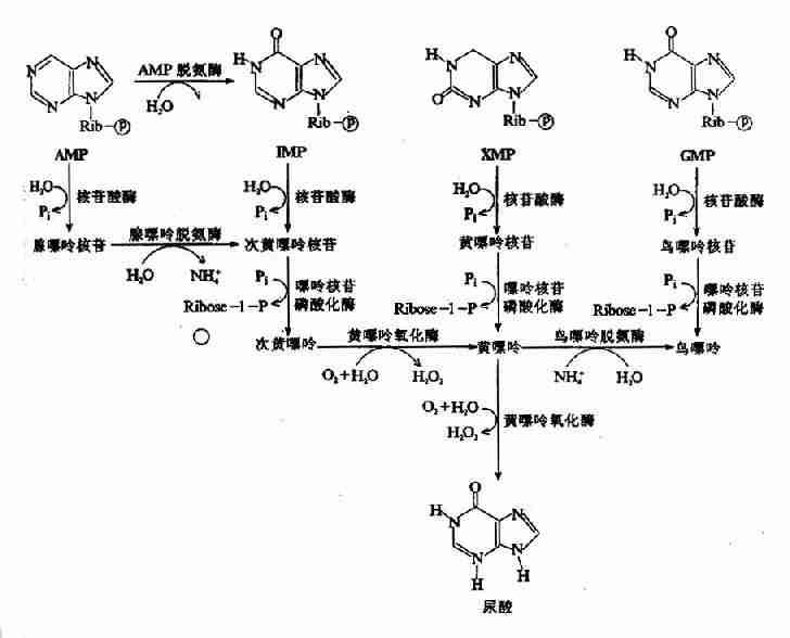 不能由pnp分解,而是在核苷和核苷酸水平上分别由腺苷脱氨酶(adenosine