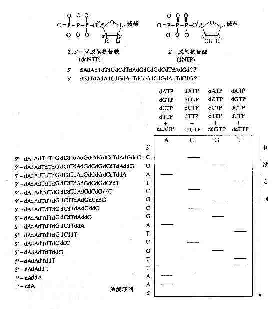 双脱氧链终止法测定DNA序列原理示意