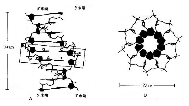 DNA的双螺旋结构模式