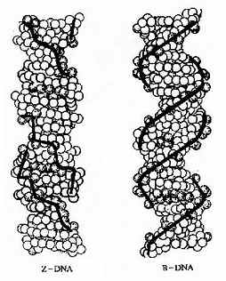 Z－DNA和B-DNA