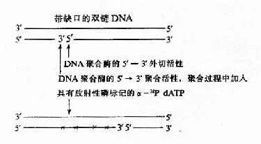 缺刻平移标记 DNA 探针
