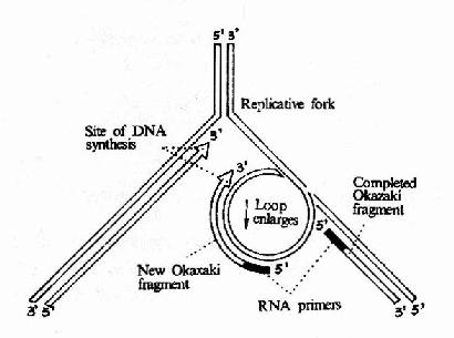 DNA 聚合酶Ⅲ催化先导链和随从的合成