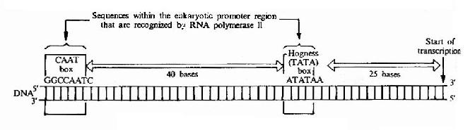 Eukaryotic gene promoter sequences