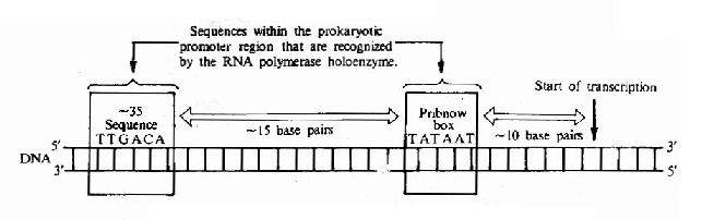 Structure of the prokaryotic promoter region.