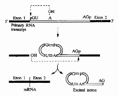 Mechanim of mRNa splicing.Note that,for clarity,the process is shownin two stages;energy is not required for the process since transesterificationreactions are involved.
