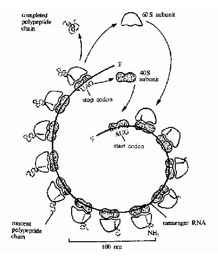 A polyribosome.Schematicdrawing showing how a series of ribosomes can simultaneously translate the samemRNA molecule.