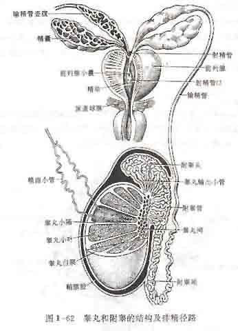 产生精子和分泌男性激素的器官,睾丸产生的精子,贮存于附睾和输精管内