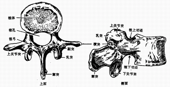 >>所属分类 >> 人体解剖学 (二)颈,胸,腰椎的主要特征(图3-1至图3-4)