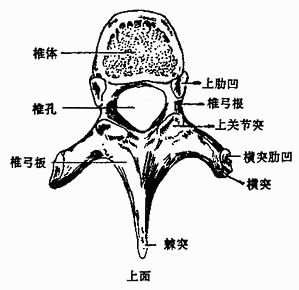 图3-2 第7颈椎(上面)图3-1 颈椎(上面(二)颈,胸,腰椎的主要特征(图3