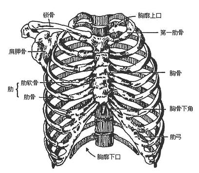 >>所属分类 >> 人体解剖学   (一)胸廓的形态,在成人为前后较扁,前壁