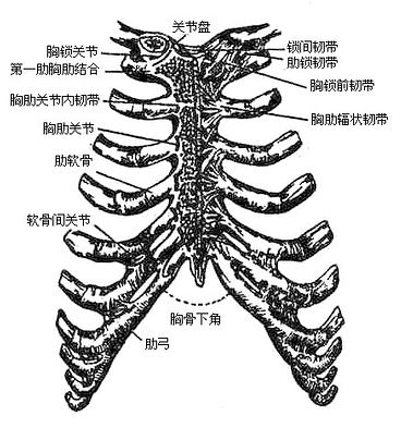 图3-14 胸肋关节