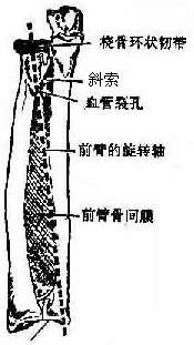 图3-25 前臂骨的连接(示意图)