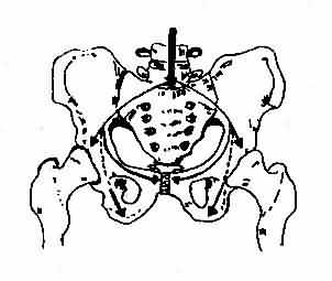 被斜行的界线(后方起于骶骨岬,经髂骨弓状线,髂耻隆起,耻骨梳,耻骨