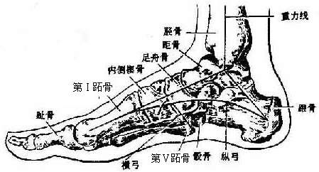 >> 人体解剖学 (六)足弓 足弓arches of the foot(图3-47)是由跗骨