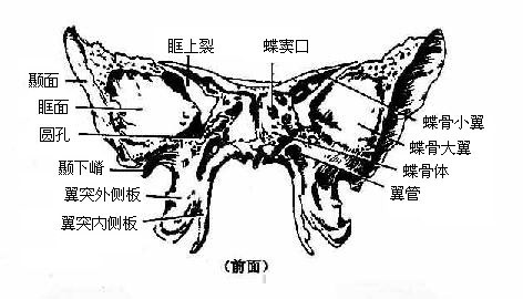 图3-51 蝶骨6.筛骨筛骨位于两眶之间,上接额骨鼻部并突入于鼻腔内.