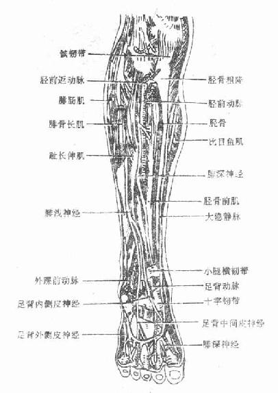 图4-25 小腿前区和足背的肌肉血管与神经