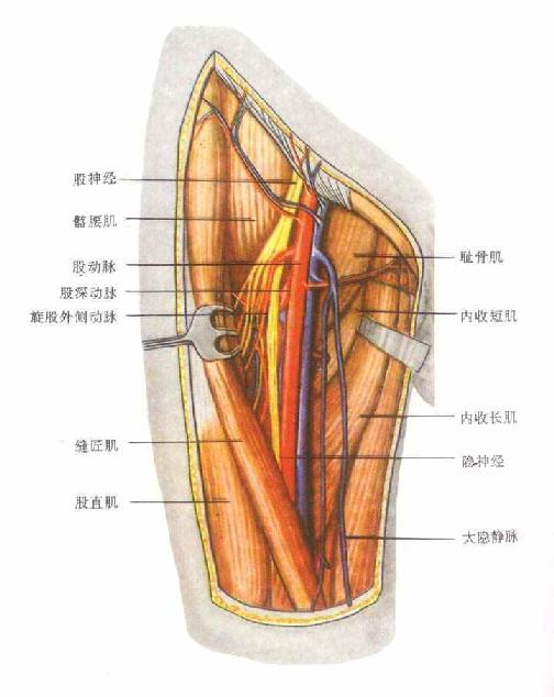 >>所属分类 >> 人体解剖学 下肢各部的浅筋膜厚薄不一,股前部上界的浅