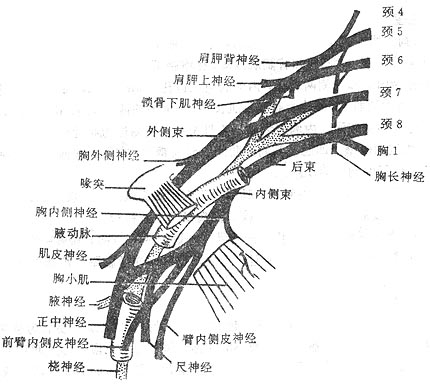 图5-6 臂丛及其与腋动脉的关系