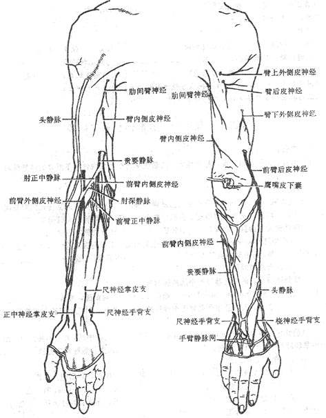 图5-11 上肢浅静脉和皮神经