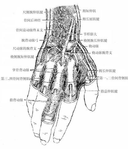 臂和前臂后面及手背解剖步骤与方法
