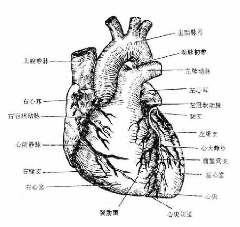 胸肋面sternocostal surface朝左前上方,此面有一浅沟,自冠状沟向下达