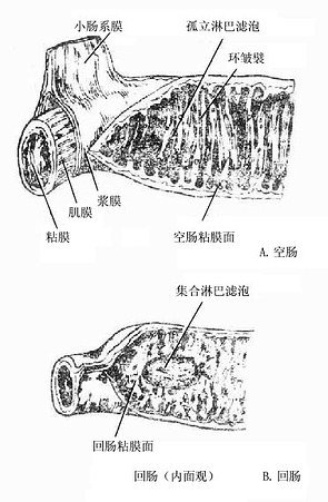 灌篮高手简笔画