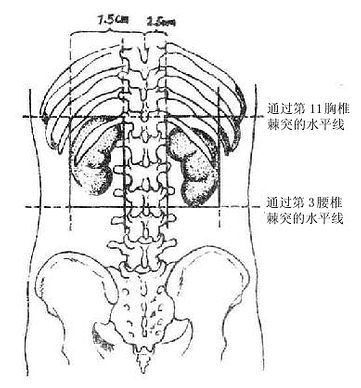 图8-47 肾的体表投影