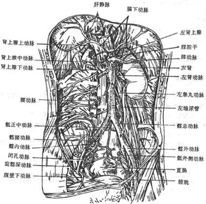 腹主动脉的分支有脏支和壁支两类,脏支又可分为成对支和不成对(奇数)