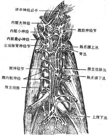 一对腹腔神经节和进出节的交感神经纤维以及迷走神经后干的腹腔支构成