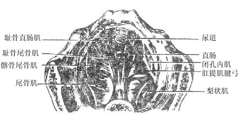 图9-2 盆膈(上面观)