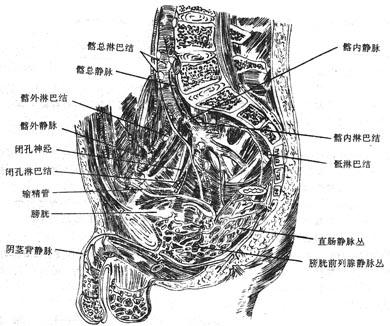 图9-7 男性盆腔矢状切面(示盆腔的静脉与淋巴结)