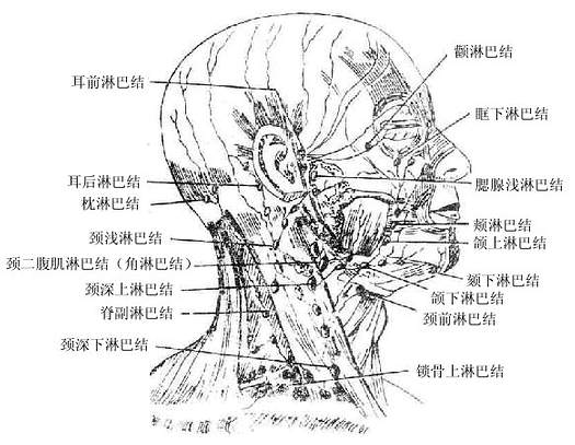 图10-4 头颈部淋巴结
