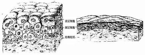 变移上皮的细胞形状和层数可随所在器官的收缩与扩张而发生变化.