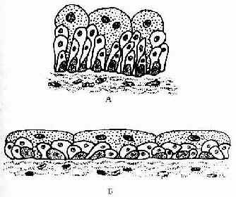当膀胱充尿扩张时,上皮变薄,细胞层数减少,细胞形状也变扁(图2-6)  图