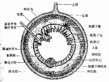 消化管的一般结构