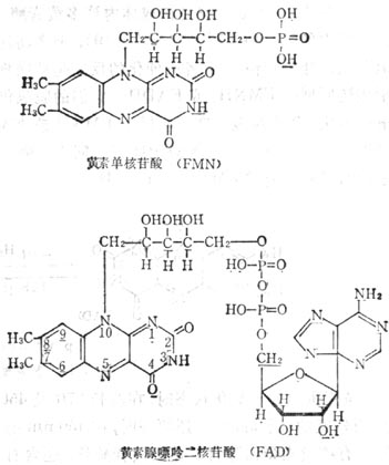 营养学/维生素b2