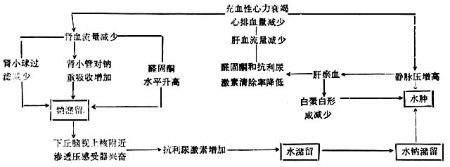 充血性心力衰竭钠,水潴留与水肿图解