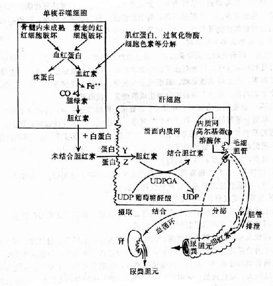 病理生理学胆色素的正常代谢