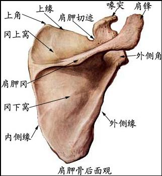 >>所属分类 >> 人体解剖学 (一)上肢带骨 包括肩胛骨和锁骨.