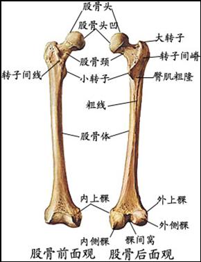 (一)自由下肢骨包括股骨,髌骨,胫骨,腓骨