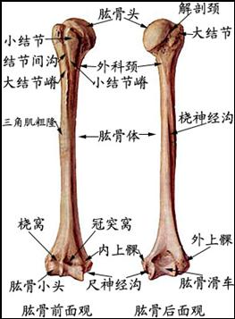 >>所属分类 >> 人体解剖学 (二)自由上肢骨 包括肱骨,尺骨,桡骨