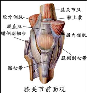 解剖学四肢骨连结