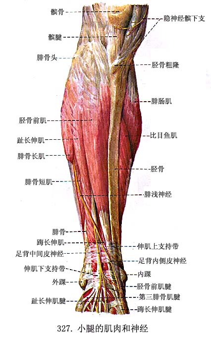 surae腓肠肌比目鱼肌膎肌深层趾长屈肌拇长屈肌胫骨后肌tibialis