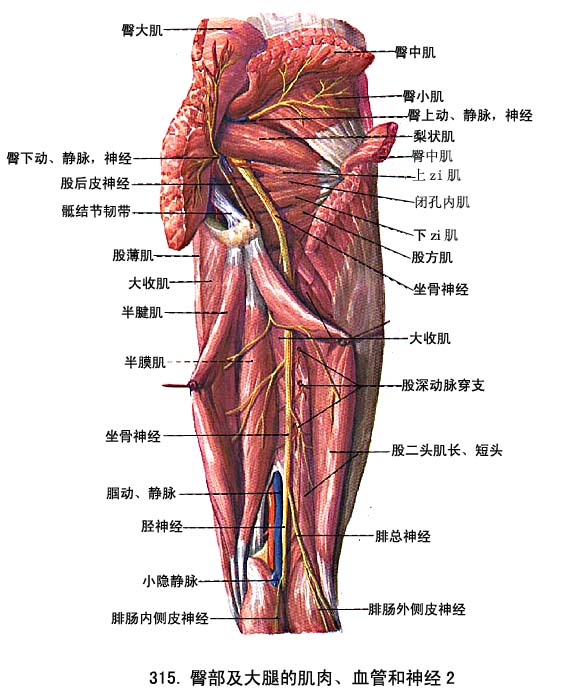 腰肌iliopsoas由腰大肌和髂肌组成前群一,髋肌下肢肌分为髋肌,大腿肌