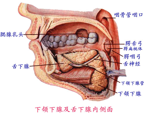 软腭有关的结构 腭帆:软腭后部向下倾斜的部分 腭垂:软腭游离缘中部